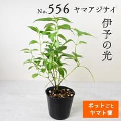 ポットごとヤマト便556】ヤマアジサイ 大サイズ 伊予の光 - メルカリ