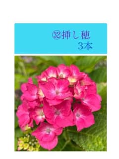 ㉜紫陽花挿し穂 ネコポス発送 - メルカリ
