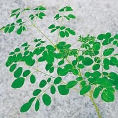 モリンガ 苗のサムネイル