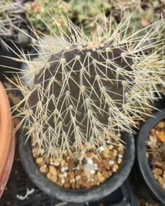 ガラパゴス団扇　黒肌強刺opuntia galapageiaガラパゲイアのサムネイル