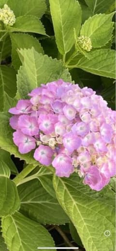 アジサイ 挿し穂 3本 紫陽花 挿し木のサムネイル