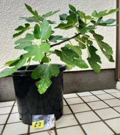 イチジク(ドーフィン) 苗木 果樹 №52のサムネイル