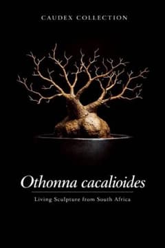 オトンナ・カカリオイデス「Othonna cacalioides」額入りポスター