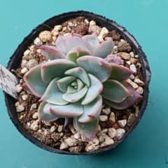 ☆毒リンゴ(ロウルサンコさん)×チワワエンシス○多肉植物 ☆毒リンゴ(ロウルサンコさん)×チワワエンシス○多肉植物 - メルカリ