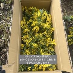 フレッシュギンヨウアカシア とりたて100サイズ今日ご入金500円OFFのサムネイル