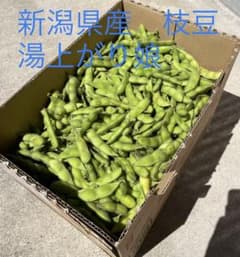 朝採れ　新潟県産　枝豆　湯上がり娘のサムネイル