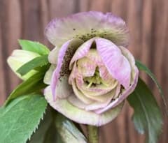 クリスマスローズ 開花株 ピンク系バイカラー ダブル スポット 充実株