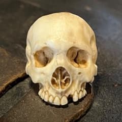 櫻井髑髏 野晒し スカルリング Skull ring バンダナ／スカーフリング m96875161882_1.jpg?1775037321