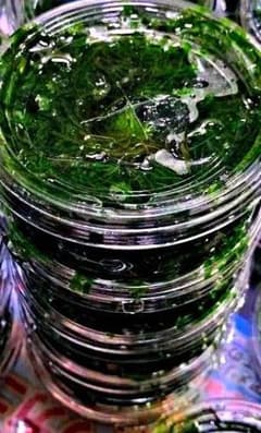 無農薬 ちょっと多めの南米ウィローモス 1点限りです。のサムネイル