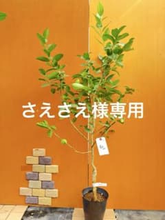 香水レモン　(パキスタンレモン)のサムネイル