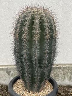 極太 弁慶柱 発根済み 即地植え可能 ラス1 - メルカリ