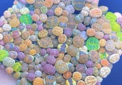 ま*ー様 リトープス 1年苗 0.5–1.2cm 45株セット選定範囲明記・品質のサムネイル