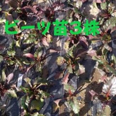 ビーツ苗　3株のサムネイル