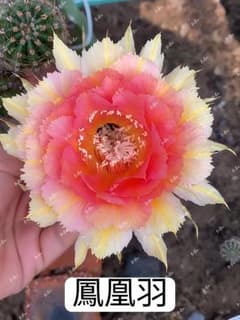 23-鳳凰羽 新品種 花サボテン ロビビア属 群開花 カキコ - メルカリ