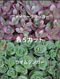 多 ファイヤークラッカー ライムジンガー 各5カット 合わせて10カット 