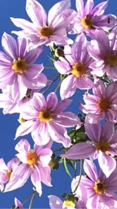 ピンクの八重咲き花の種　２節のサムネイル