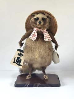 狸 たぬこ 剥製 - メルカリ