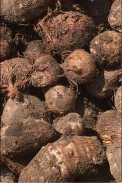 里芋　土垂　15kgのサムネイル