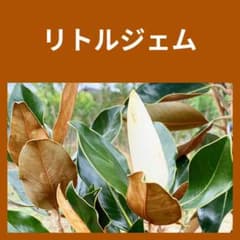 追加購入まりちゃん他ケイパレス5. リトルジェム マグノリア 泰山木 3.リトルジェム マグノリア 泰山木 タイサンボク 苗 苗木 小型品種