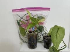 まいこじゃむすたー様専用　②⑧枝のサムネイル