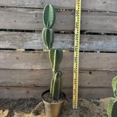 売り切越冬済 柱サボテン 鬼面角 発根 ドライガーデン ココスヤシ