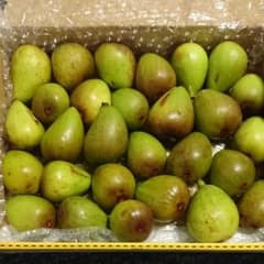 宮城県産イチジク1kgのサムネイル