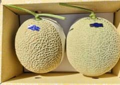 高知産 温室マスクメロン 2玉 約5，1Kg（箱込み） 北海道沖縄発送