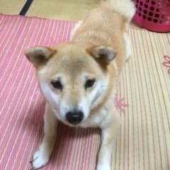 あーちゃん様専用ページ♡のサムネイル