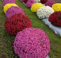 ザル菊…4種類…分け苗、挿し苗のサムネイル