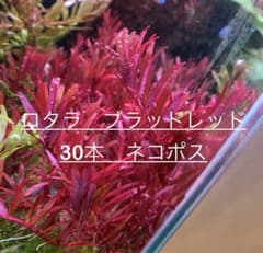ロタラ　ブラッドレッド　30本 ネコポス発送のサムネイル
