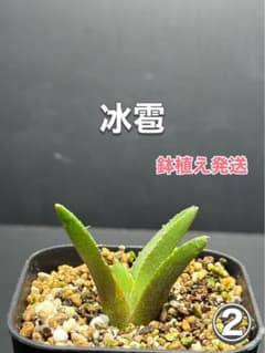 特価】アガベ チタノタ 冰雹 ブツブツ系‼️新品種株‼️鉢植え発送