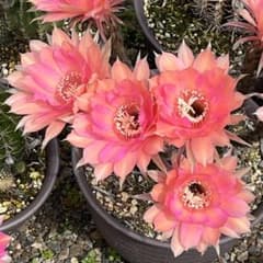 サボテン ロビビオプシス♬2カット ピンク花 花サボテン ロビビオプシス パリスピンク。:°ஐʚ発根済み - メルカリ