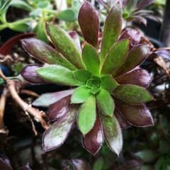 ブラックマジック アエオニウム カット苗 多肉植物 - メルカリ