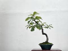 三河盆栽　カシワ　柏　盆栽のサムネイル