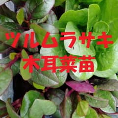 야채 뽑기 모종 5주 츠루무라사키 나무귀 나묘