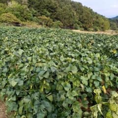 あけぼの大豆　枝豆　800gのサムネイル