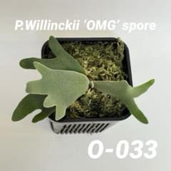 ◇ P.Willinckii 'OMG' spore（O-033） - メルカリ
