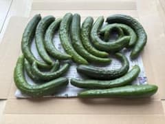 秋田県産　路地きゅうり　箱込み850g 小さめなきゅうりのサムネイル