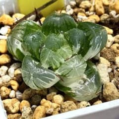 実生オブツーサ錦 超美株 ハオルチア 観葉植物 46 - メルカリ