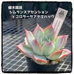 多肉植物エケベリア 優木園苗 シムランスアセンションx コロラータアテマハックのサムネイル