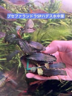 ブセファランドラSPハデス　水中葉　大株のサムネイル