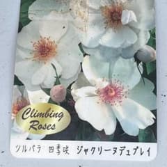 四季咲きバラ　ジャクリーヌ デュ プレ　大苗のサムネイル