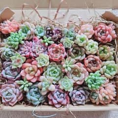 多肉植物 寄せ植えセットのサムネイル