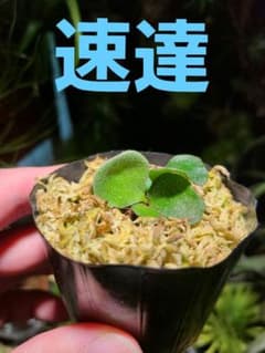 ビカクシダ クアドリディコトマム 1株 - メルカリ