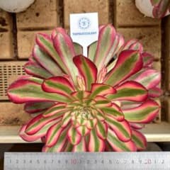 Top【選抜株】多肉植物 19349アエオニウム ウィッチ 24個 鉢無し/脱土