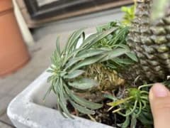 多肉植物　ユーフォルビア　ソテツキリン　パイナップルコーン　蘇鉄麒麟のサムネイル