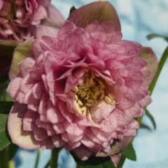 ☀️ クリスマスローズ開花株☀️ 4.5号ロング鉢植え ☀のサムネイル
