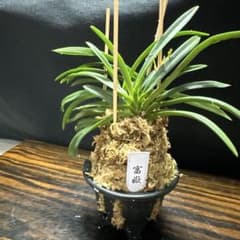 風蘭 富貴蘭 富嶽 花芽付き 4 - メルカリ