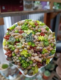 そのまま飾れる多肉植物寄せ植え♡のサムネイル