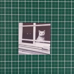 방수 스티커 ☆ 흑백 ☆ [신품] ☆ 씰 ☆ 흰색 고양이와 검은 고양이 ☆ 창 ☆ m261